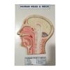 Model of Human Head and Neck