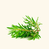 Tea Tree Essential Oil (Made in Australia) - Premium Quality for Skin, Hair & Aromatherapy