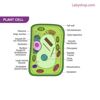Model of Plant Cell on Board