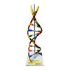 Artificial DNA Model on Stand