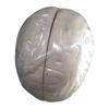 Human Brain Artificial Model