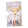 Male Genital Model
