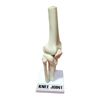 Knee Joint Model - Plastic Fiber