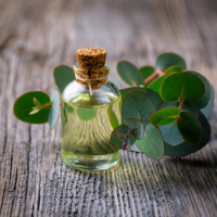 Eucalyptus Essential Oil - 100% Pure Natural Essential Oil for Aromatherapy, Hair Care, Skin Care & DIY Cosmetics | Made in India