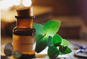 Eucalyptus Essential Oil Made in France