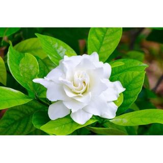 Gondharaj Fragnance oil (Gardenia jasminoides)