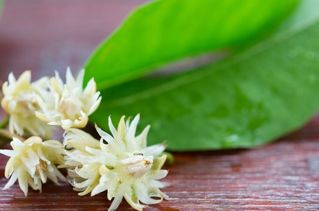 Bakul Ful Fragnace Oil (Spanish Cherry)