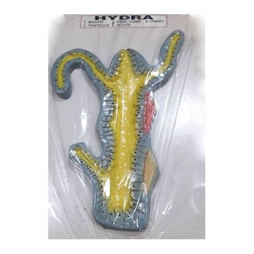 Hydra Model at best prices