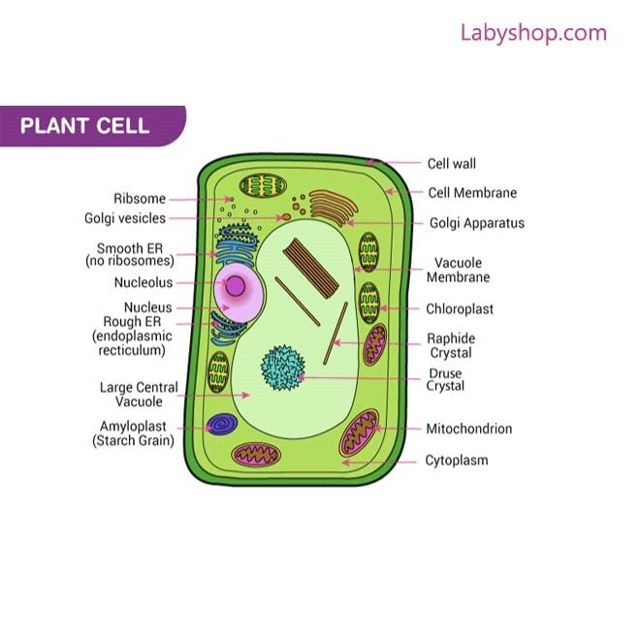 Model of Plant Cell on Board