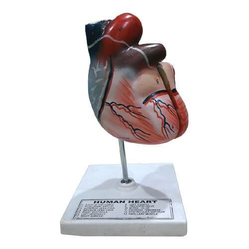 Human Heart Model at Best prices