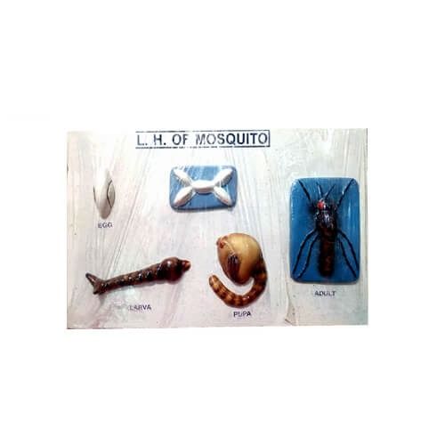 Life History of MOSQUITO Model on Board