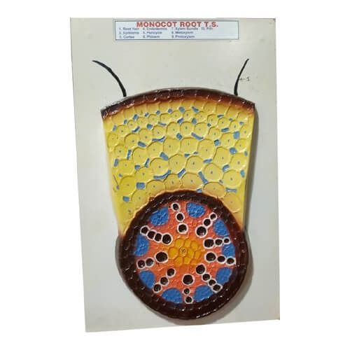 Monocot Root T.S. Model On Board
